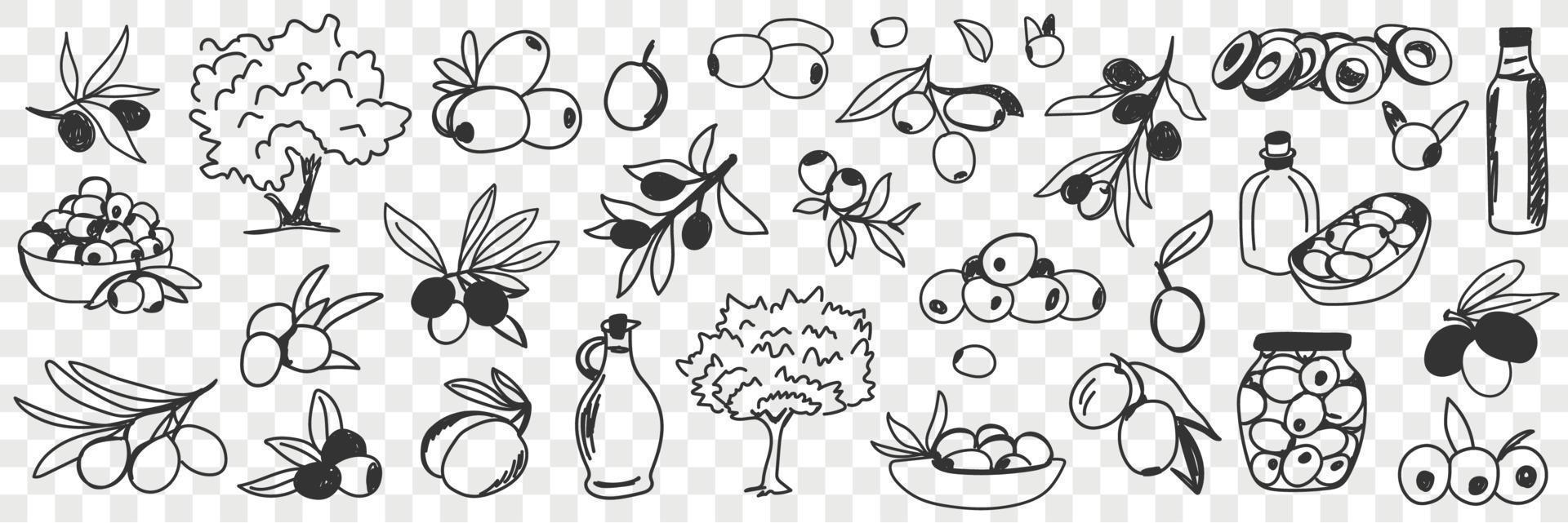 Olive oil production doodle set. Collection of hand drawn various olive trees fruits oil bottles and jars for eating and cooking in rows isolated on transparent background vector