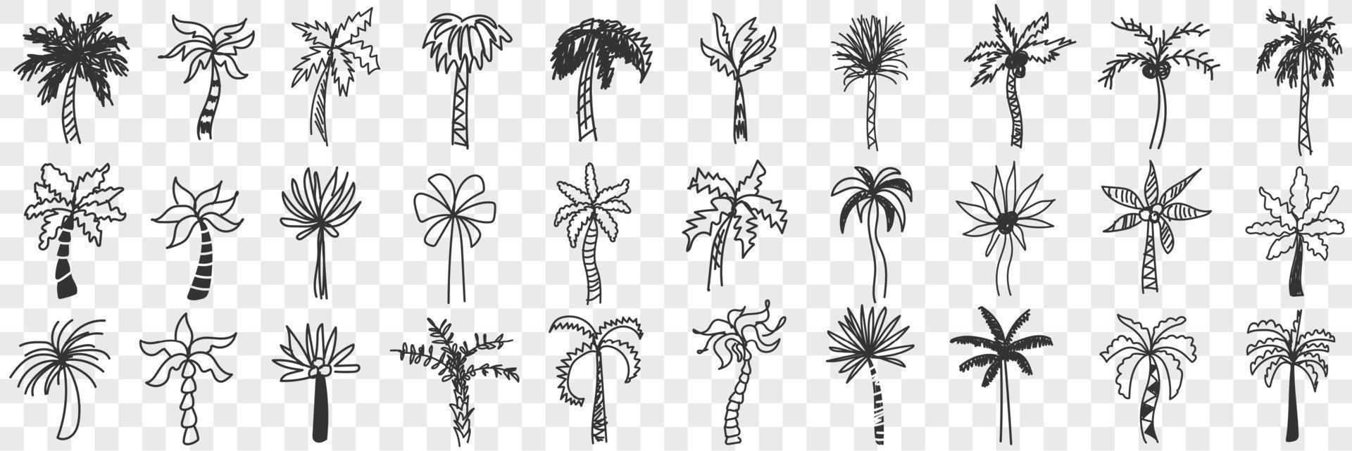 Exotic palm trees doodle set. Collection of hand drawn various shapes and styles of southern exotic palm trees with trunks and leaves isolated on transparent background vector