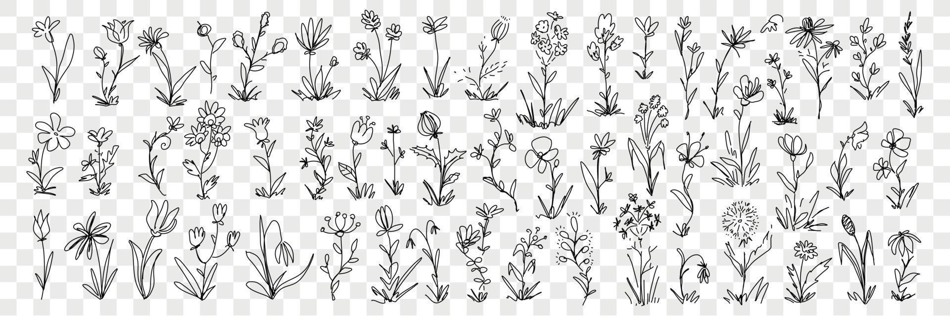 Blooming flowers and floral decoration pattern doodle set. Collection of hand drawn blossom flowers in row and elegant floral beautiful decoration patterns of nature isolated on transparent background vector