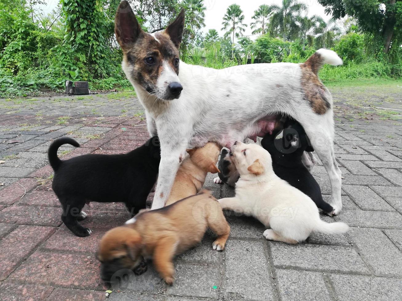 Stray dogs nursing their pups on a residential street with defocused, abstract background, compression artifacts, contain contains noise and posterization. short tail dog photo