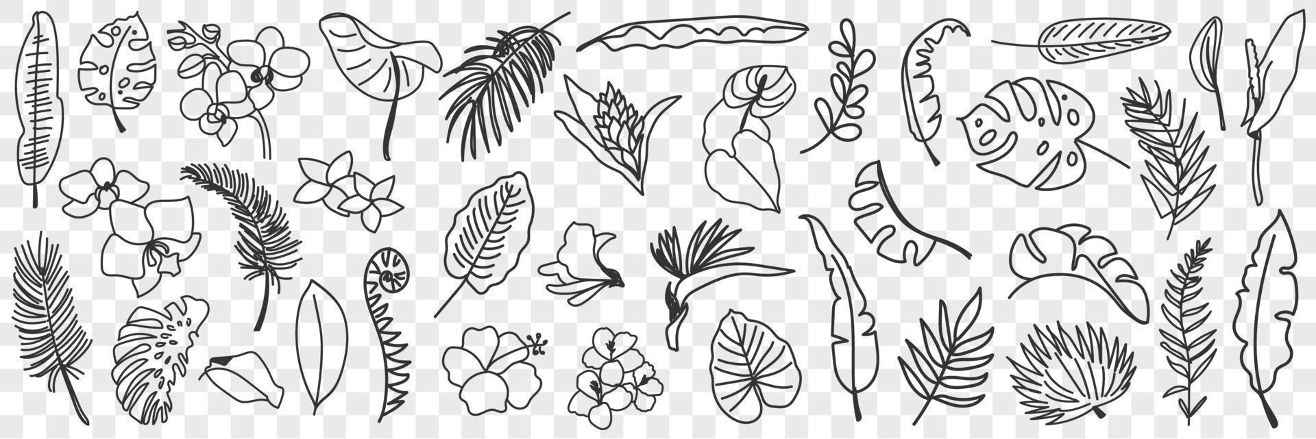 Natural leaves pattern doodle set. Collection of hand drawn various natural leaf wallpaper patterns blooming flowers and grass isolated on transparent background vector