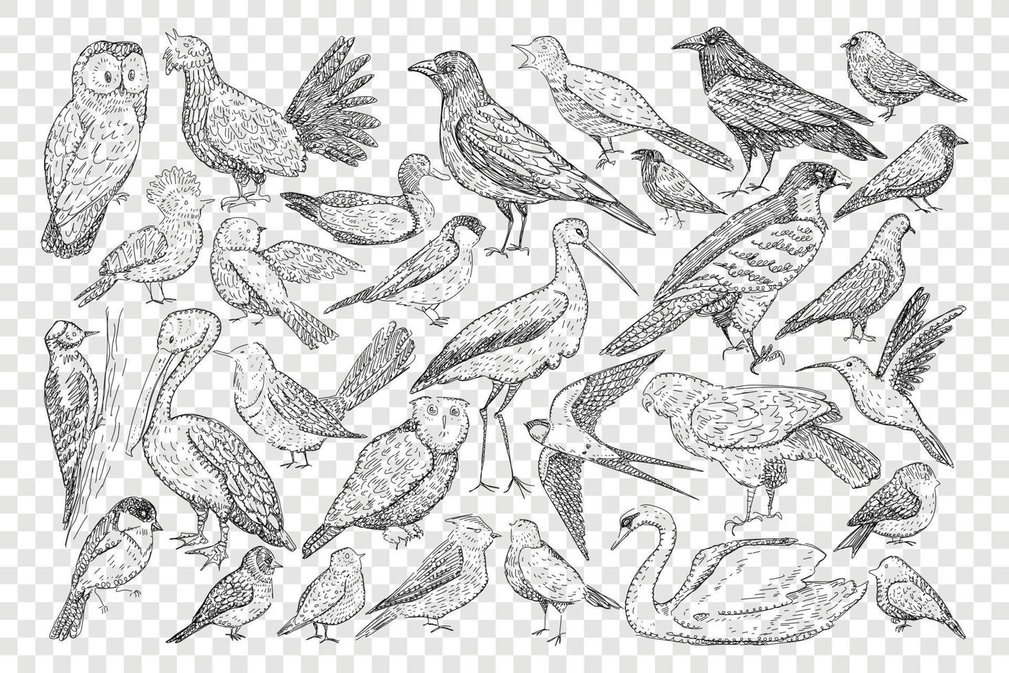 Various birds doodle set. Collection of hand drawn heron owl black grouse swift swallow pelican swan duck woodpecker thrush blackbird tit isolated on transparent background vector