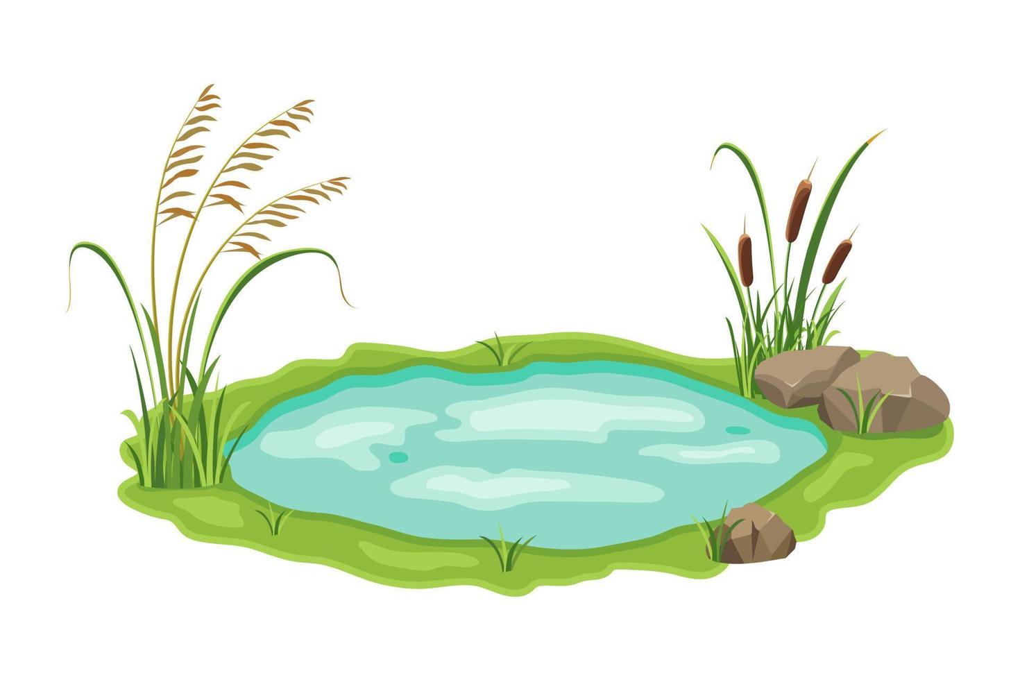 estanque con Junco y juncia vegetación. vector ilustración de pantano con césped en blanco antecedentes. salvaje matorrales cerca el lago