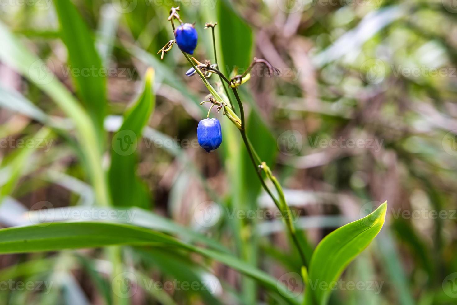 copolia trail, Cerulean flax lily, Mahe Seychelles photo