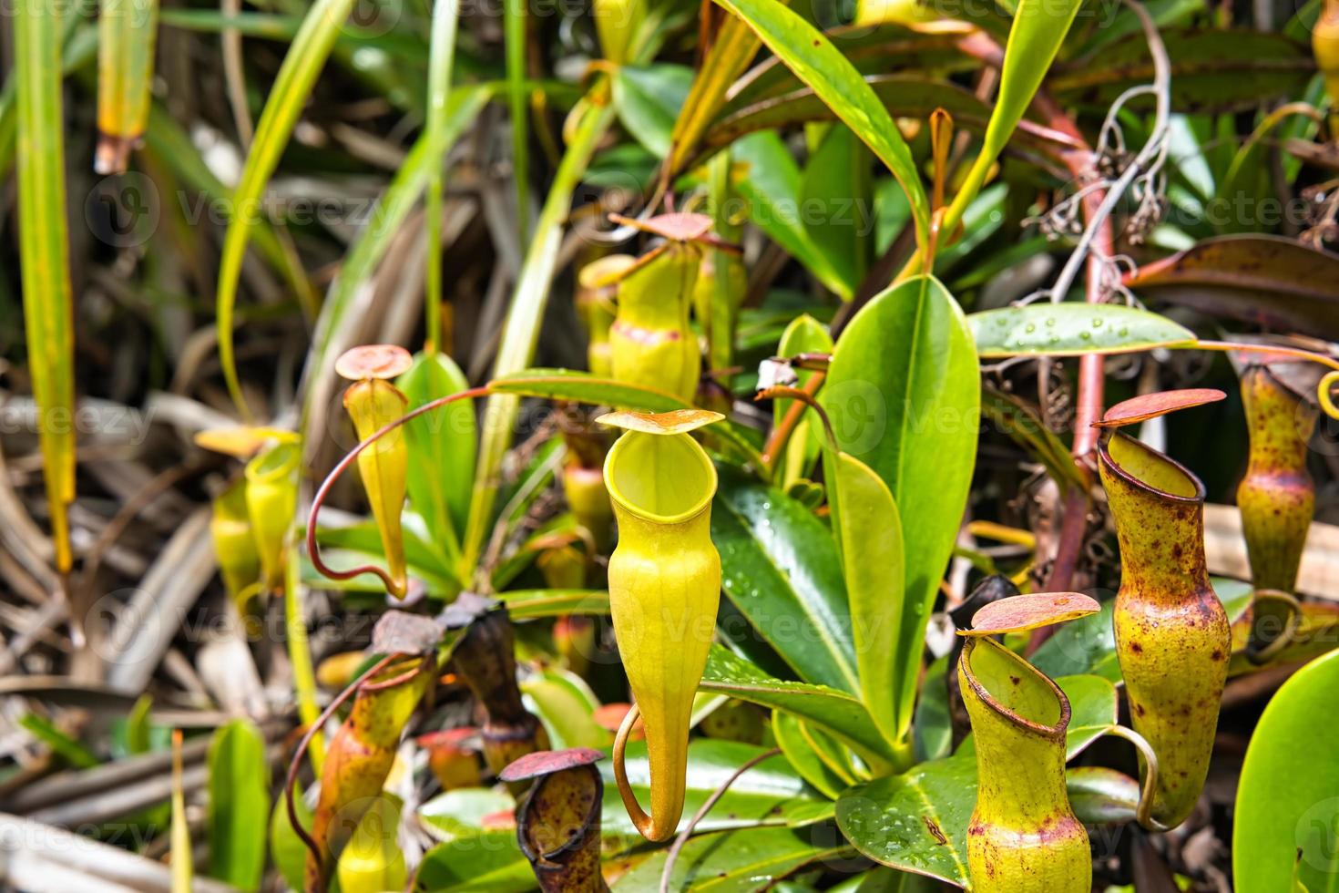Copolia trail pitcher plants, endemic to the Seychelles, Mahe Seychelles photo