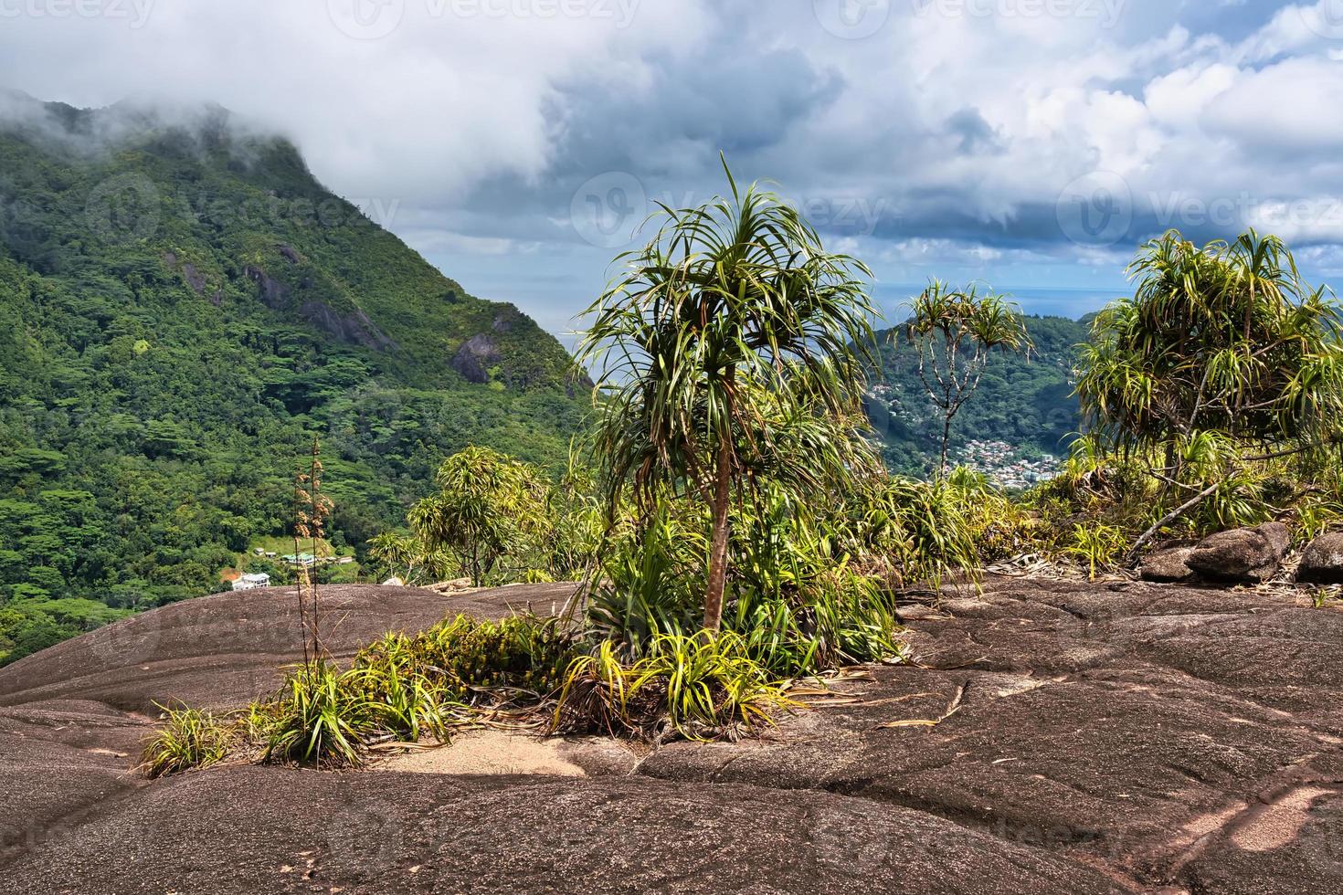 copolia sendero plantas creciente en granito rocas, mahe seychelles foto