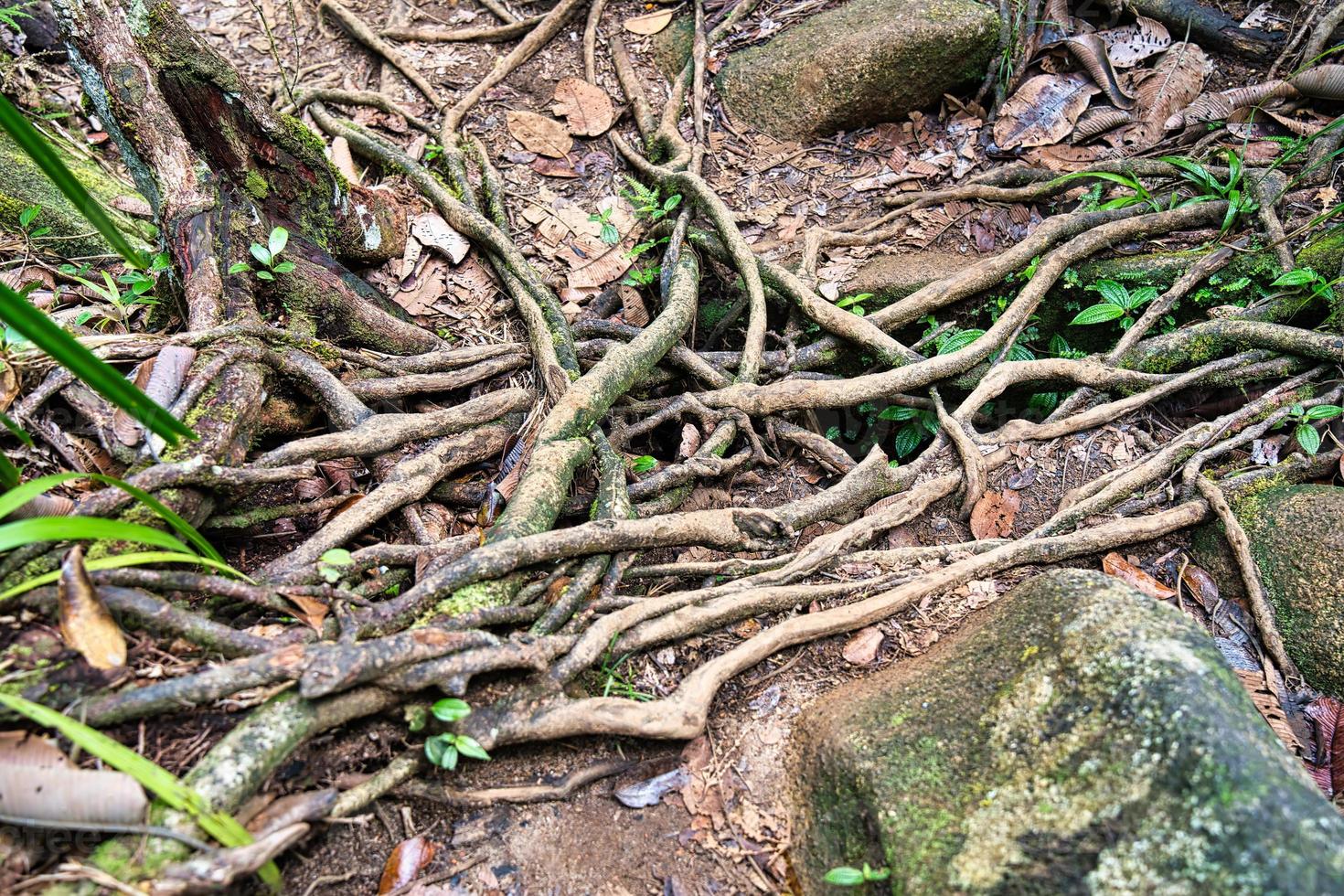 Copolia trail roots withing the foothpath of the trail, Mahe Seychelles photo