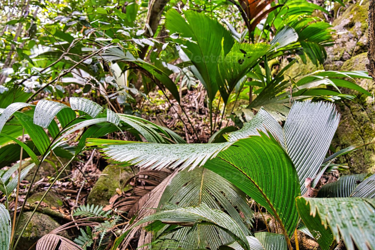 Copolia trail theif palm trees wit rain drops in the trail, Mahe Seychelles photo