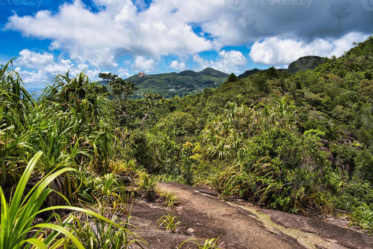 Copolia trail intense greenery on the top of the nature trail, Mahe Seychelles photo