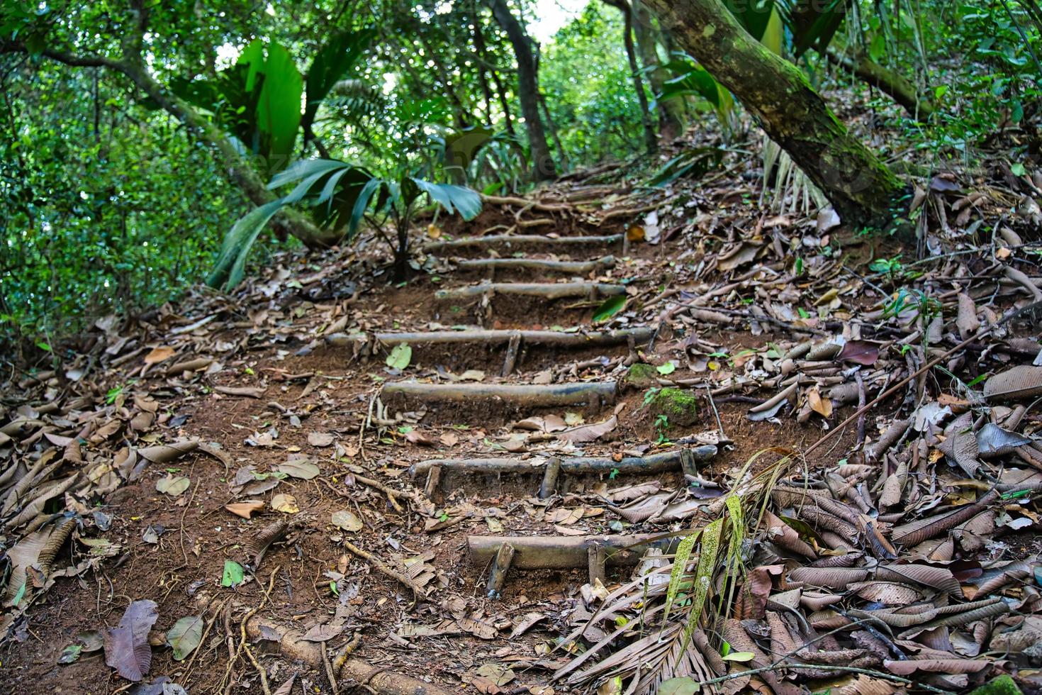 copolia trail, natural wooden steps, Mahe Seychelles photo