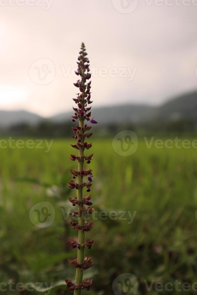 Salvia verticillata. Flowering sage at rice field. photo