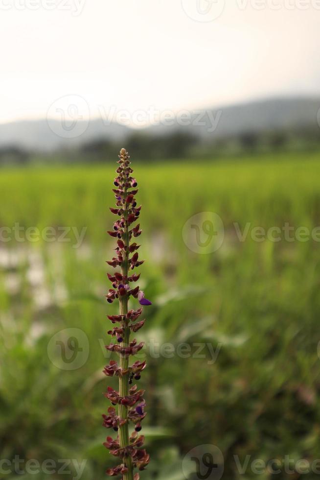 Salvia verticillata. Flowering sage at rice field. photo