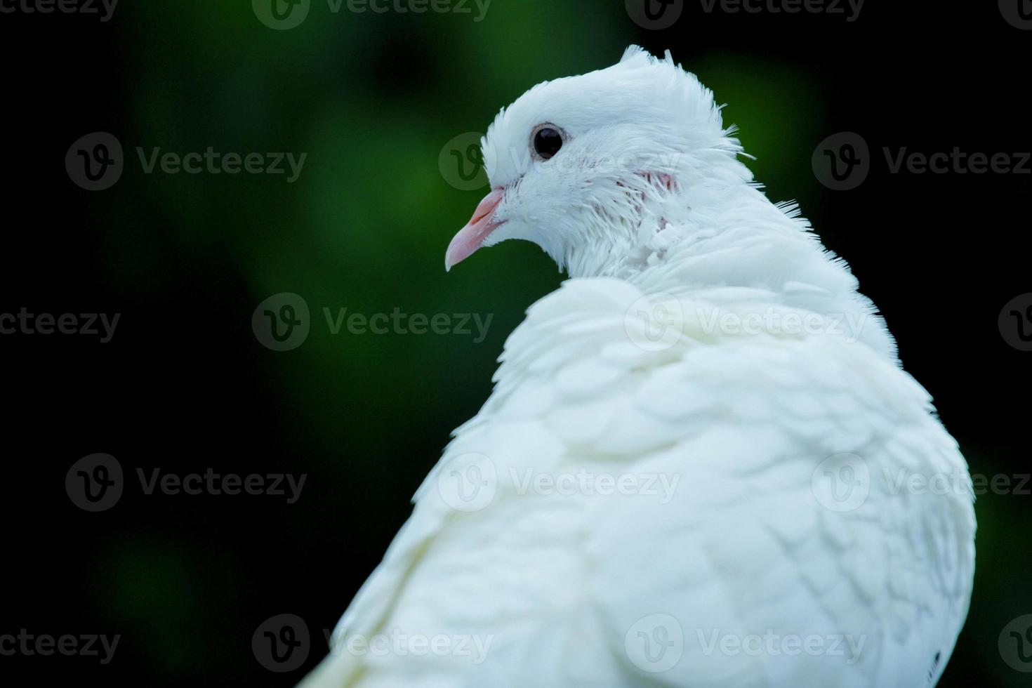 un blanco paloma con un rosado pico es sentado en un rama. foto