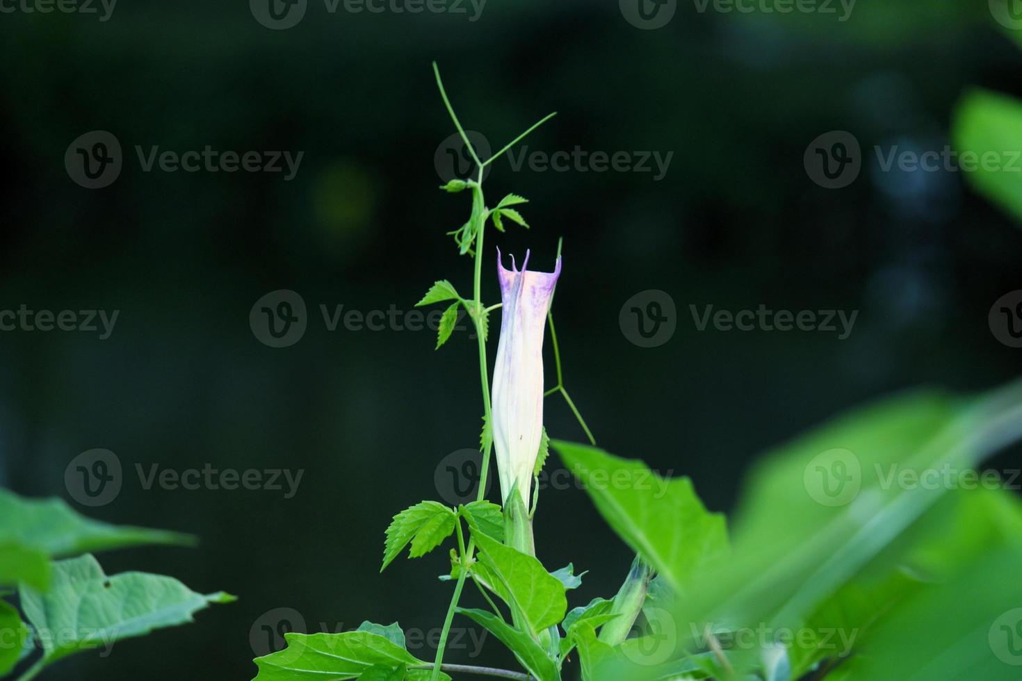 A white flower with a green stem is in the foreground photo