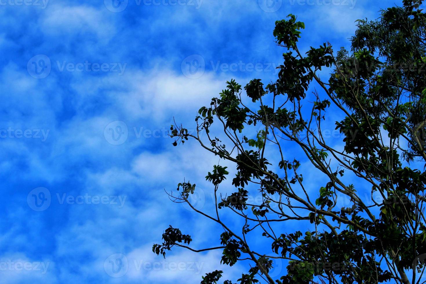 A tree with leaves and the sky is blue and the sky is cloudy. photo