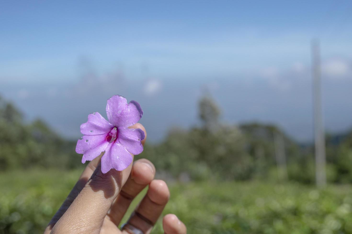 Close up photo man hold pink flower with garden background and blue sky. The photo is suitable to use for environment background, nature poster and nature content media.