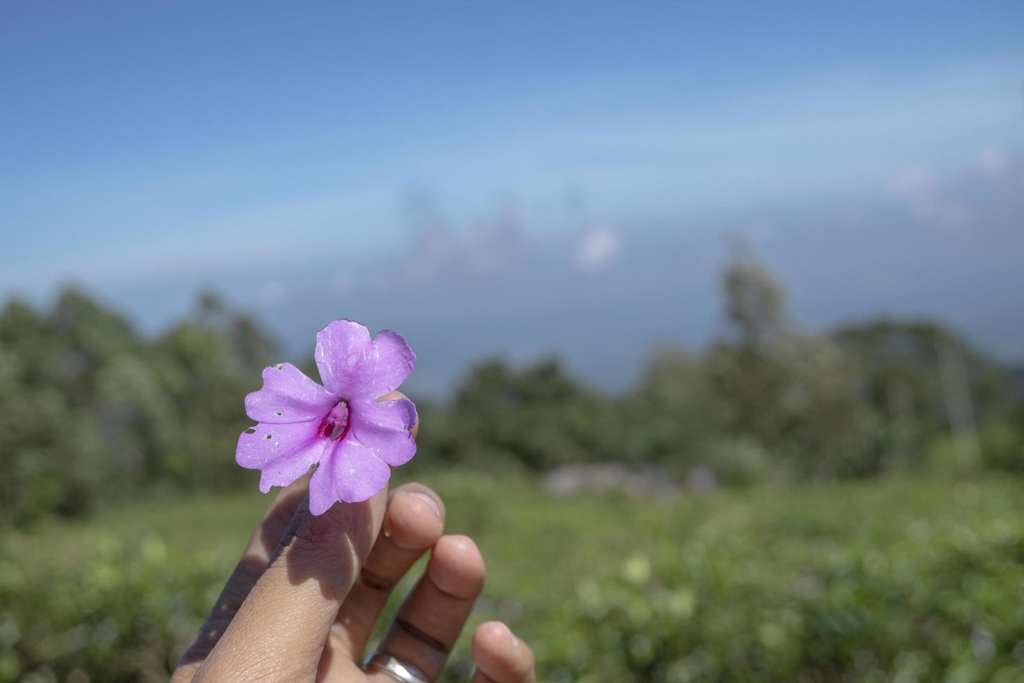 Close up photo man hold pink flower with garden background and blue sky. The photo is suitable to use for environment background, nature poster and nature content media.