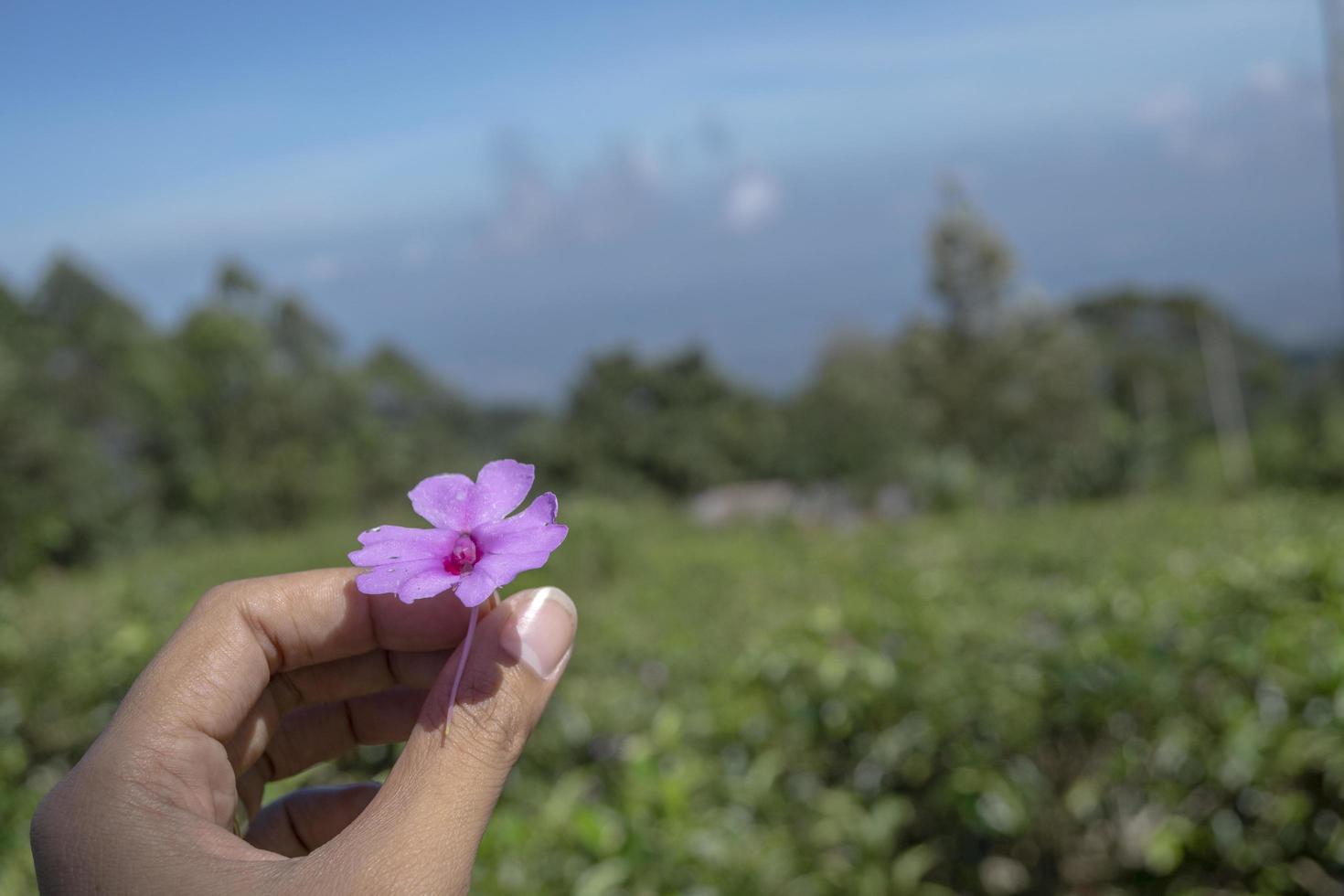 Close up photo man hold pink flower with garden background and blue sky. The photo is suitable to use for environment background, nature poster and nature content media.