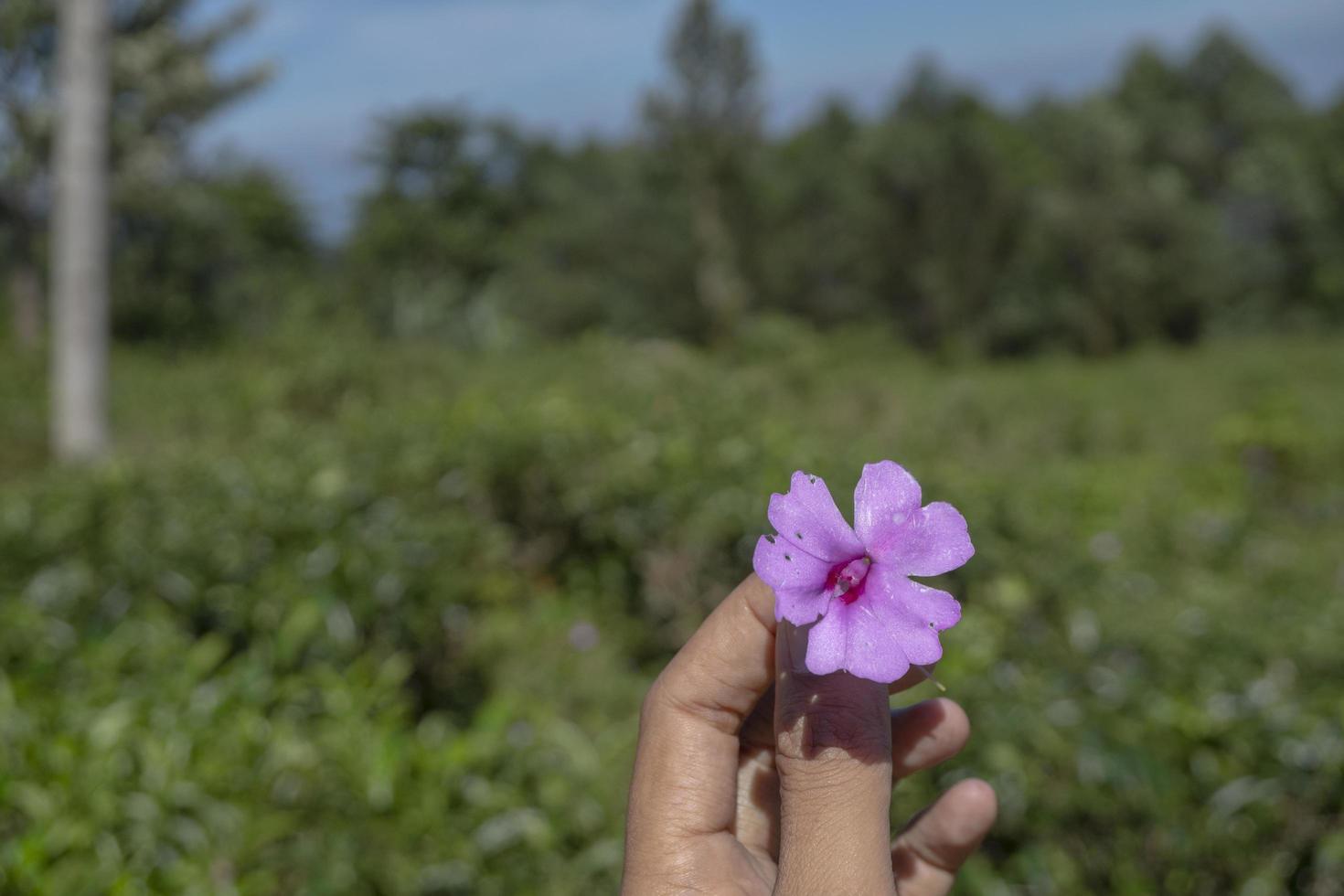 Close up photo man hold pink flower with garden background and blue sky. The photo is suitable to use for environment background, nature poster and nature content media.