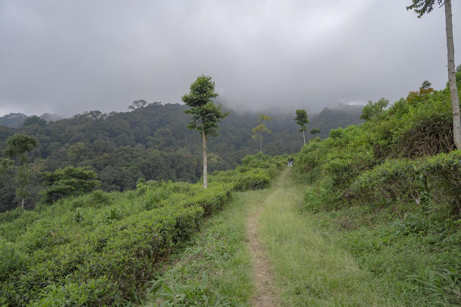Landscape of green tea garden on the top mountain with cloudy anda blue sky. The photo is suitable to use for environment background, nature poster and nature content media.
