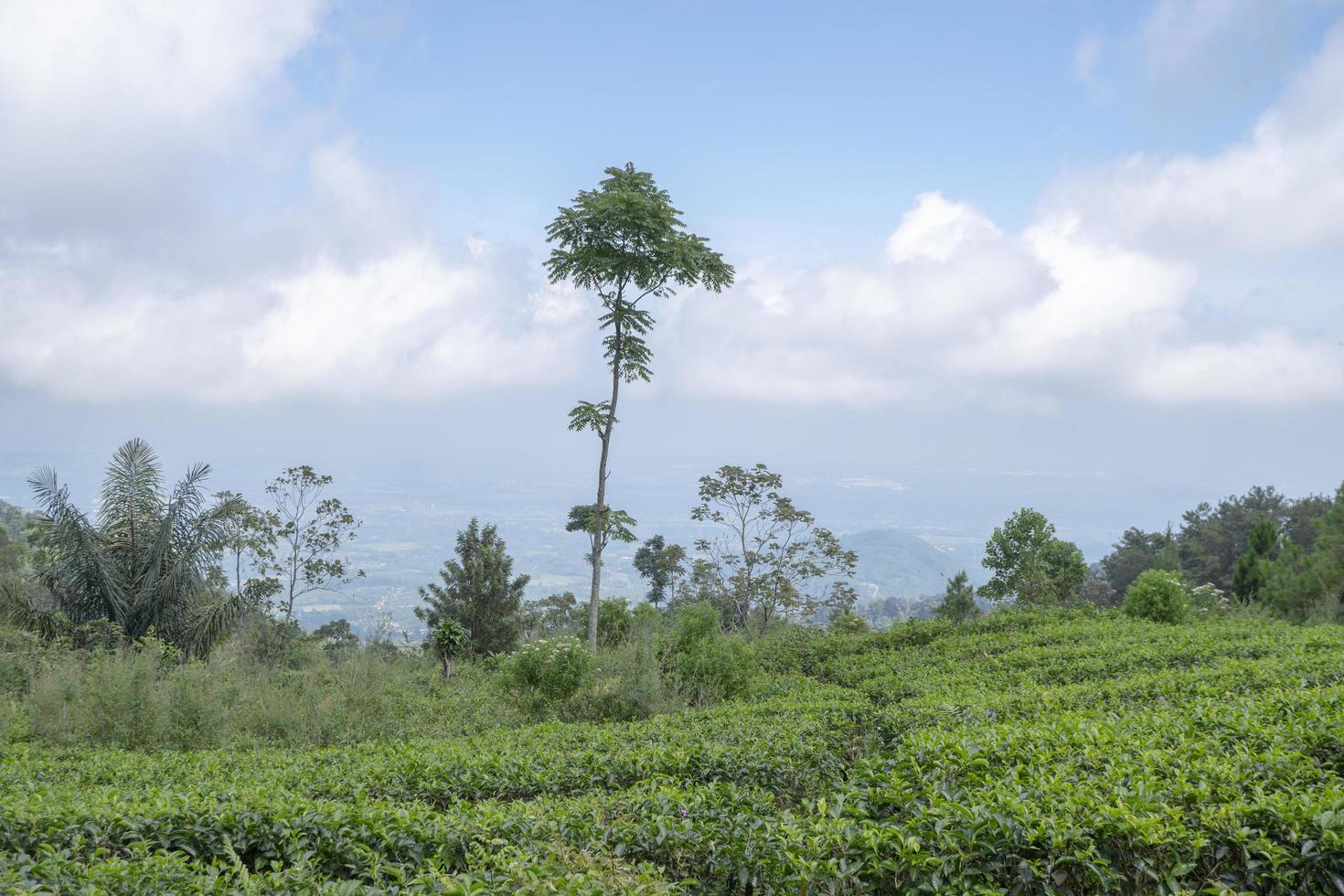 Landscape of green tea garden on the top mountain with cloudy anda blue sky. The photo is suitable to use for environment background, nature poster and nature content media.