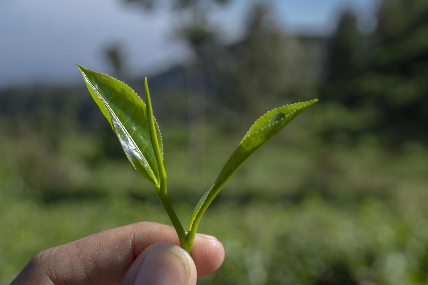 Man holding green tea leaf on the tea garden when harvest season. The photo is suitable to use for Industrial background, nature poster and nature content media.