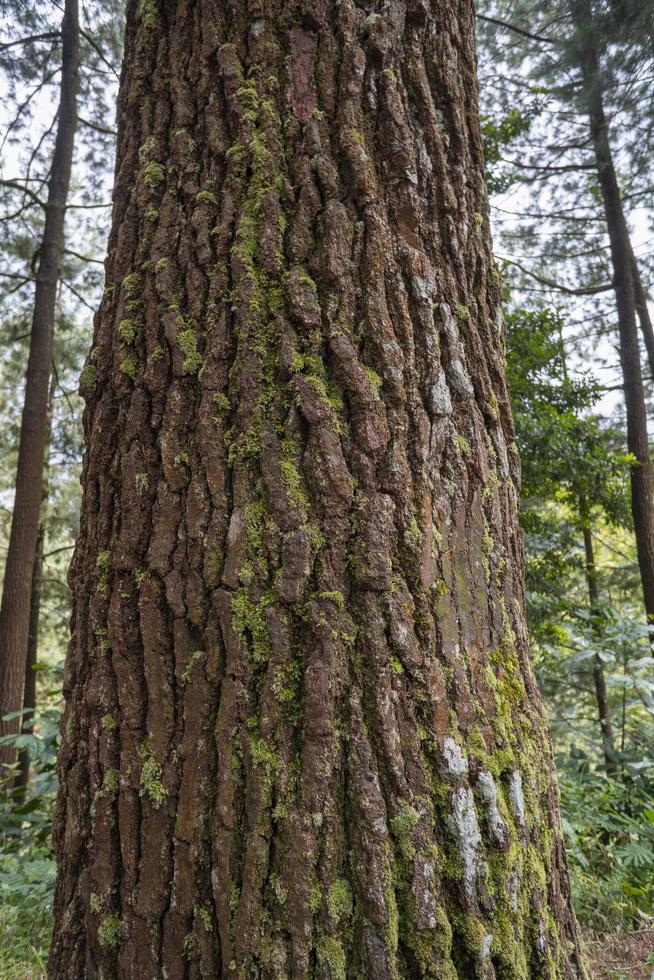 cerca arriba foto superficie textura de árbol maletero en pino bosque cafetería. el foto es adecuado a utilizar para botánico fondo, naturaleza carteles y naturaleza contenido medios de comunicación.