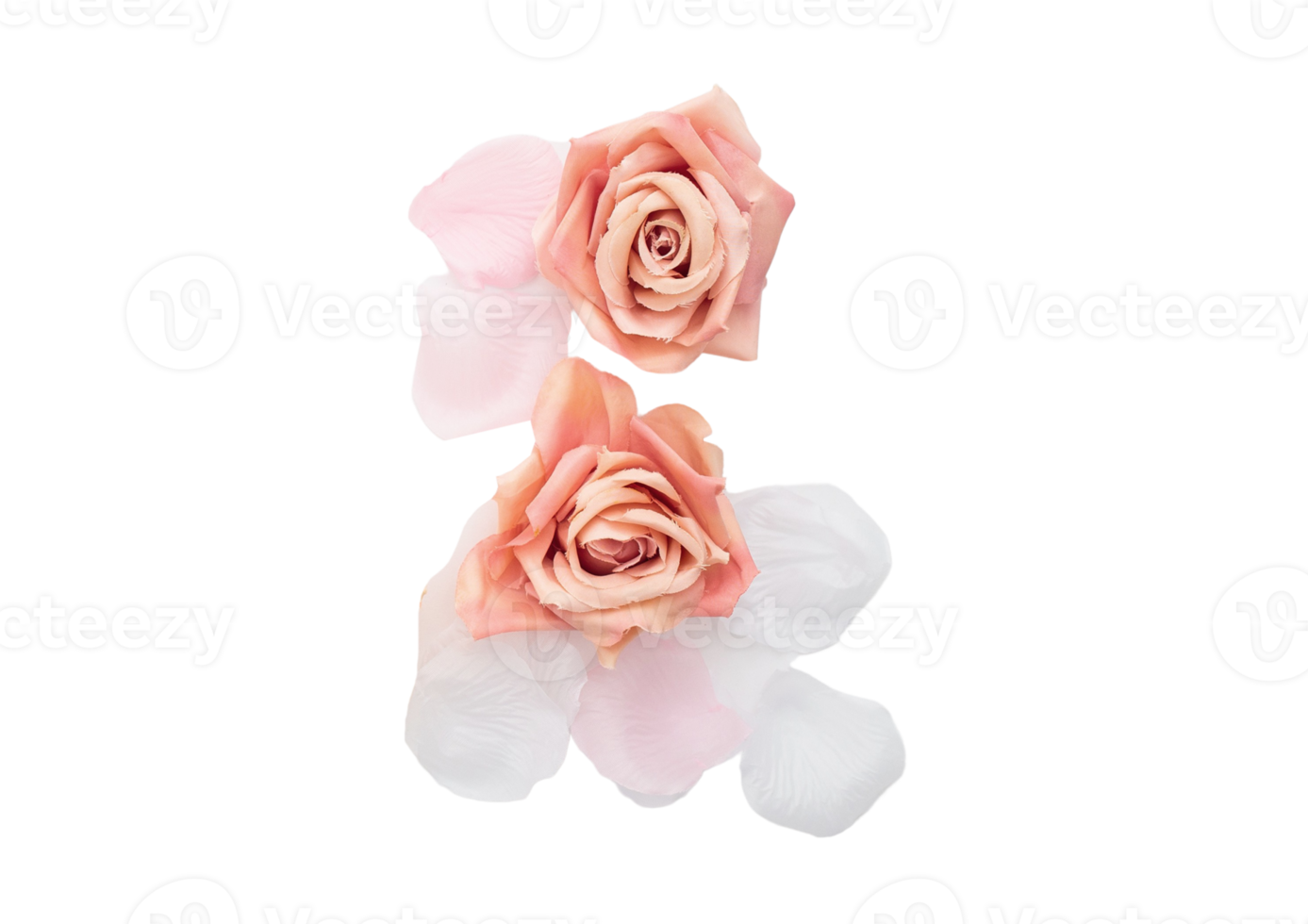 Rose flowers isolated on a transparent background png