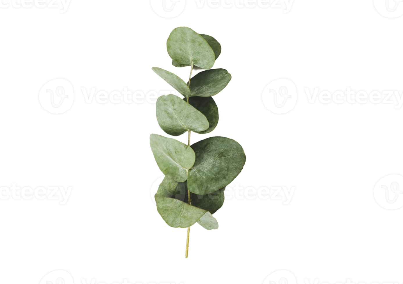 Leaves isolated on a transparent background png