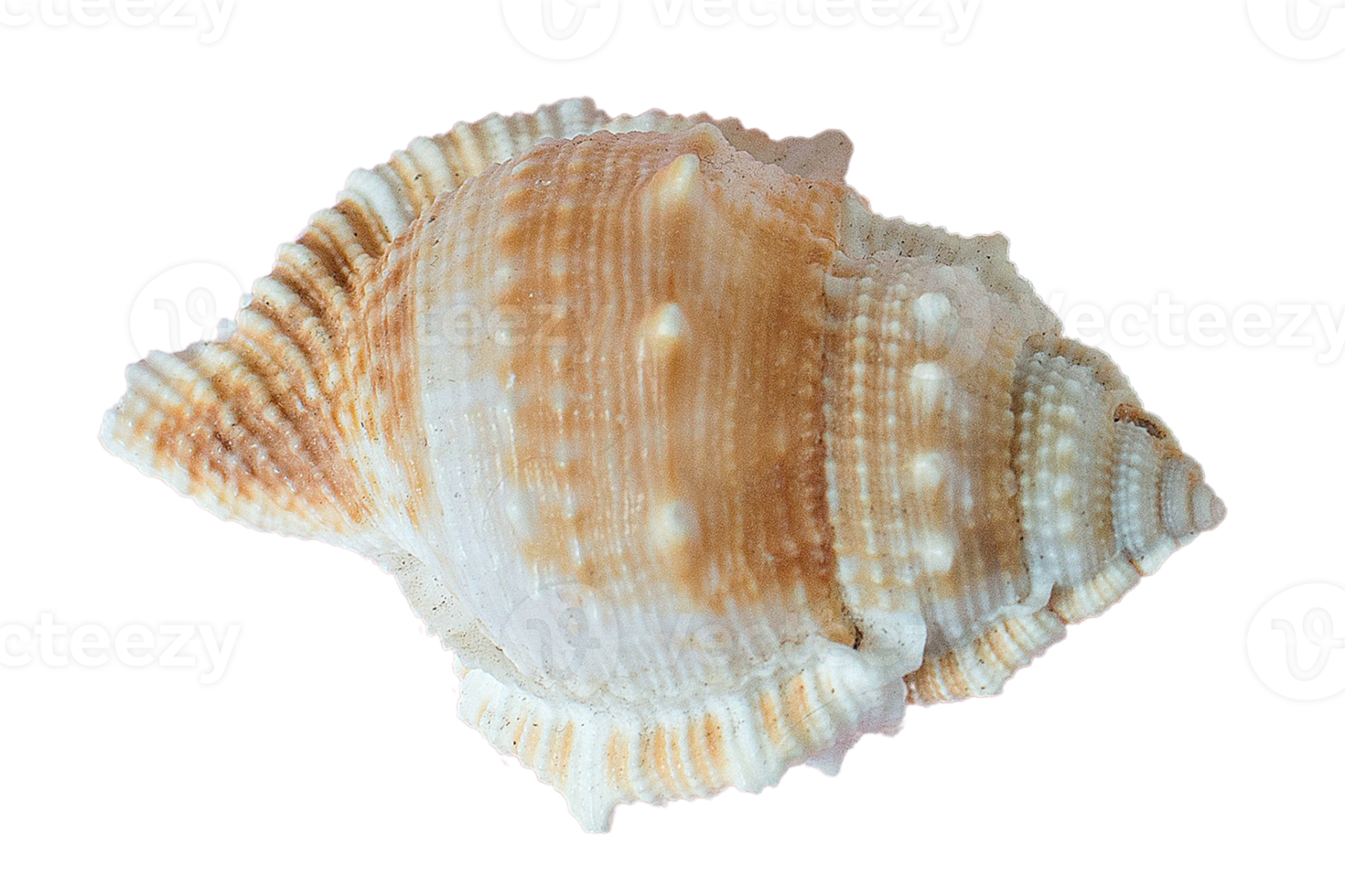 Seashell decoration isolated on a transparent background png