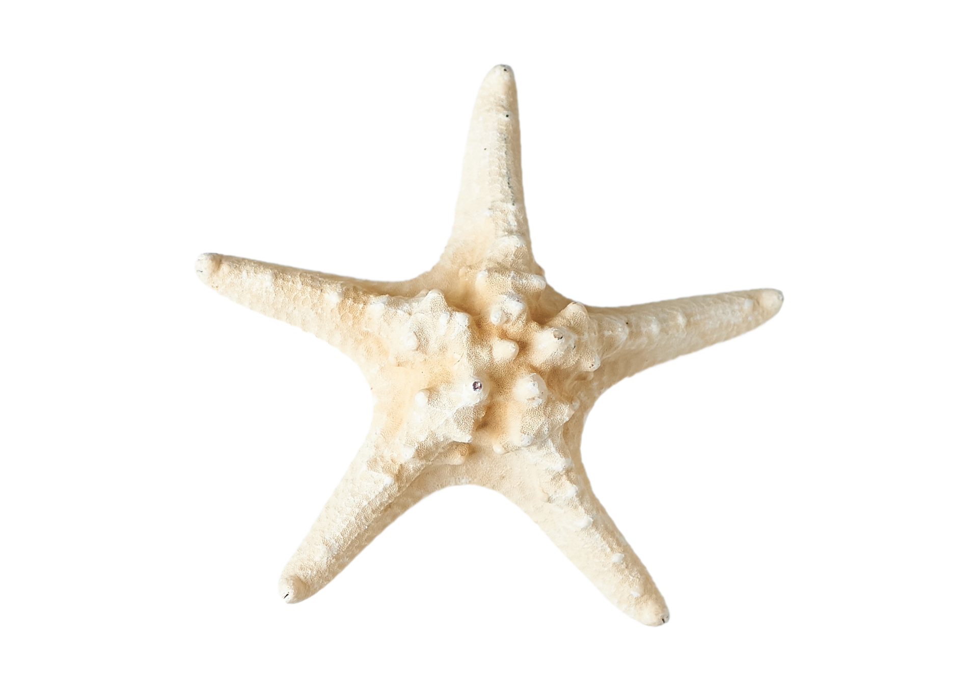 Free White starfish decoration isolated on a transparent background