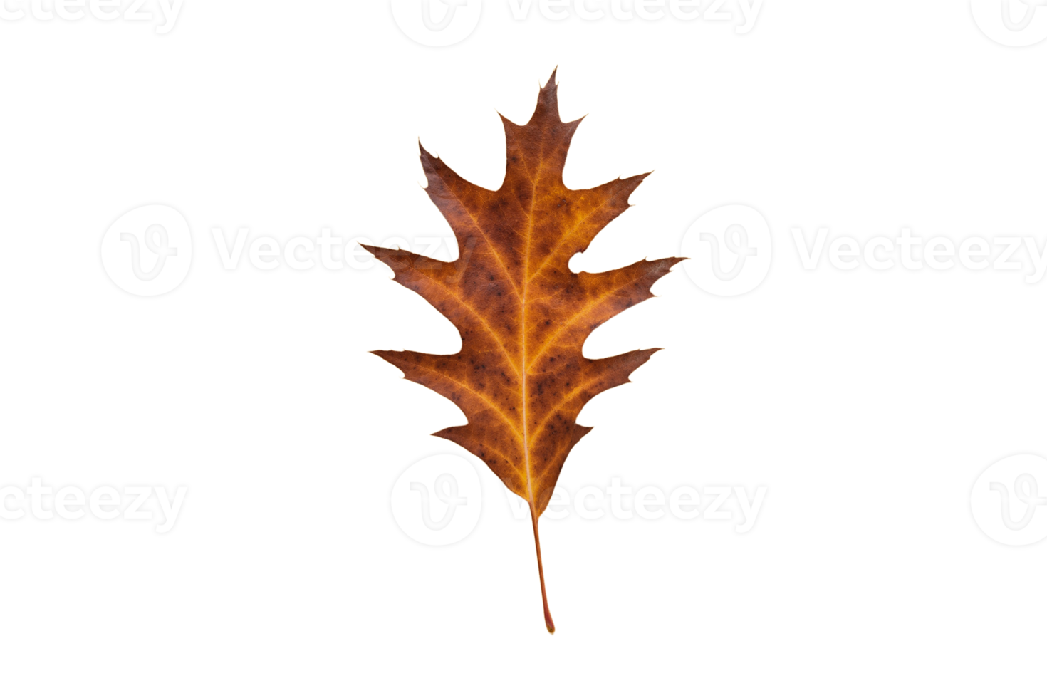 getrocknet Blatt Baum isoliert auf ein transparent Hintergrund png