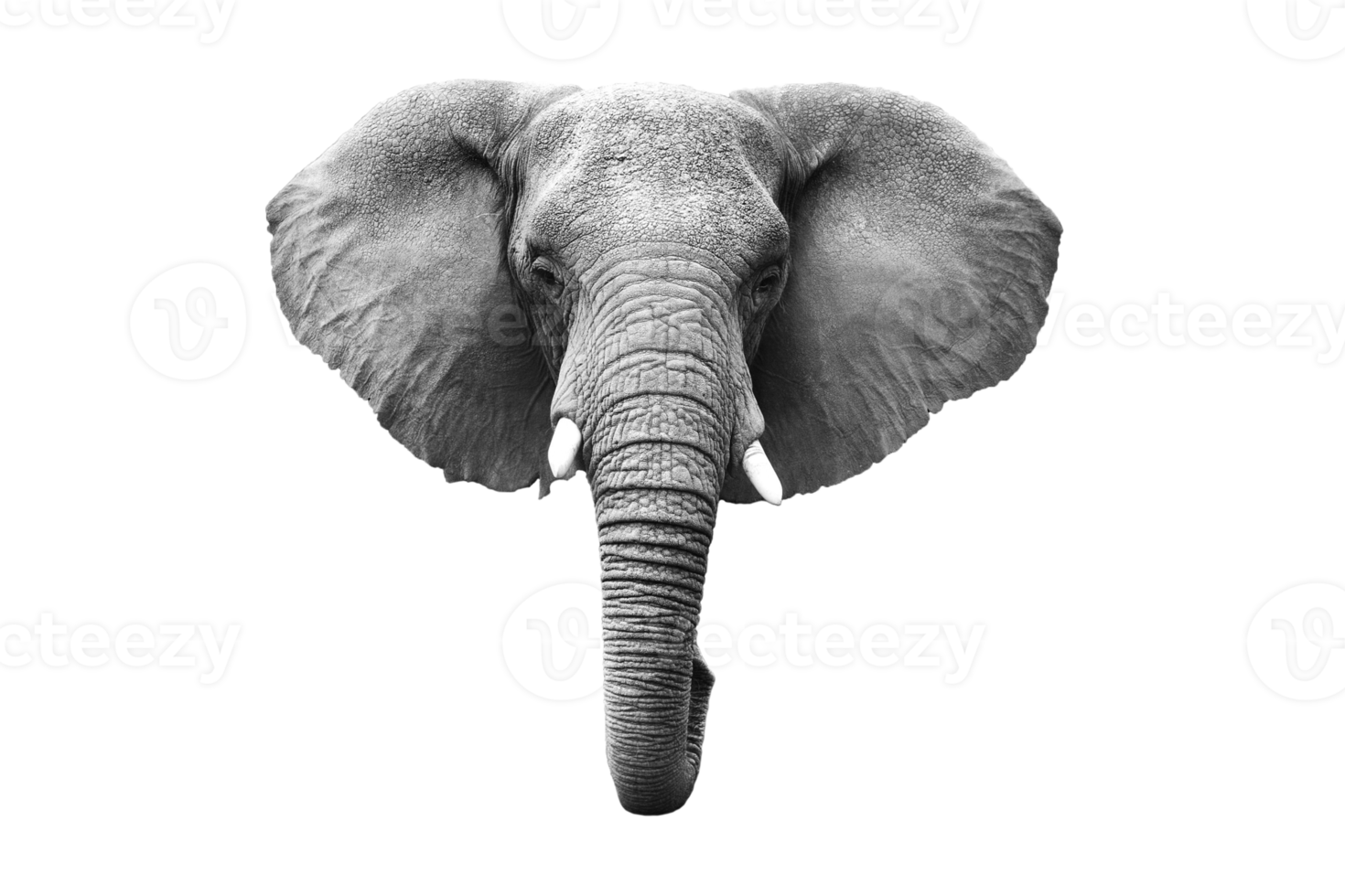 grau Elefant isoliert auf ein transparent Hintergrund png