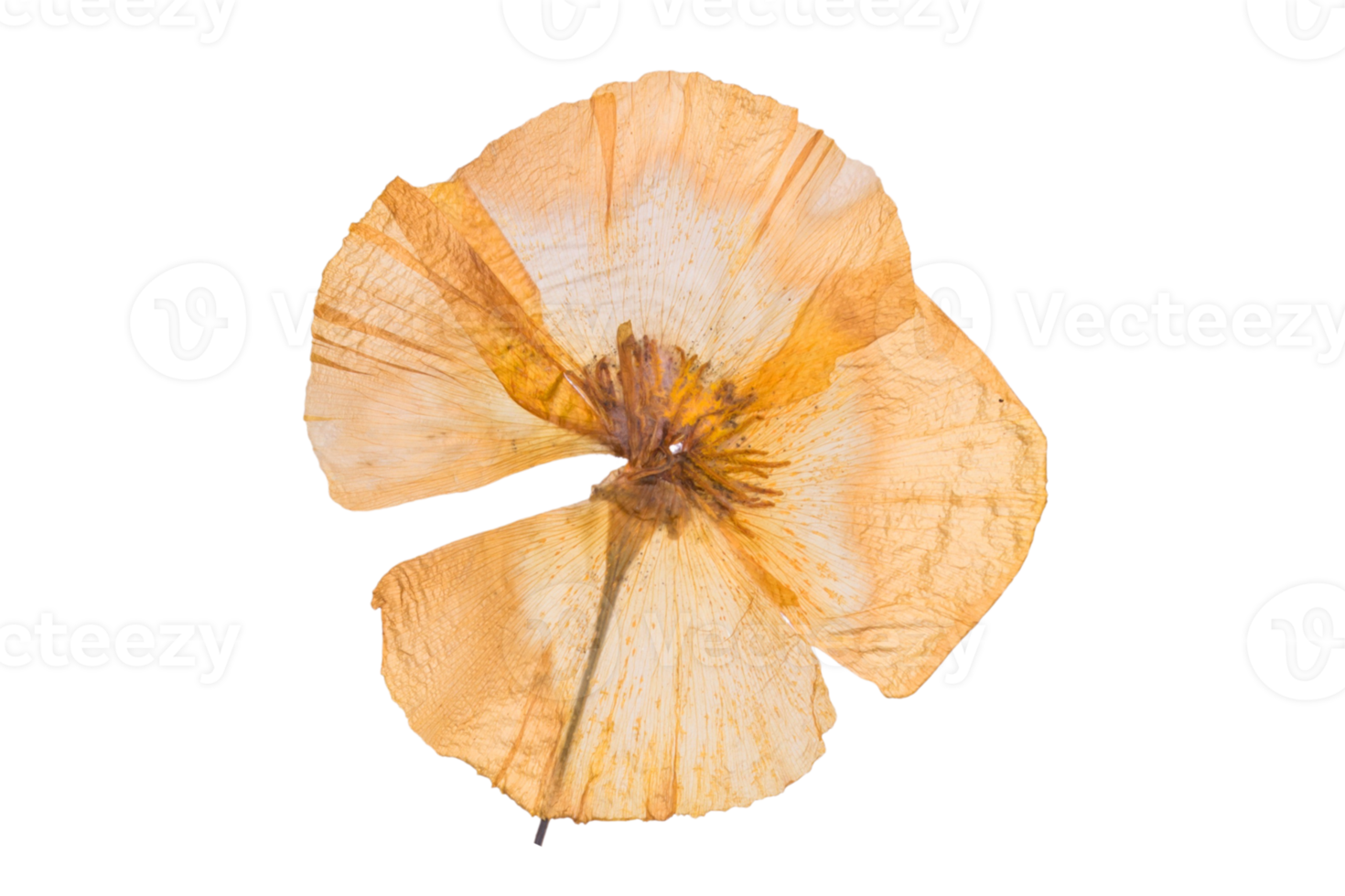 Yellow dried flower isolated on a transparent background png