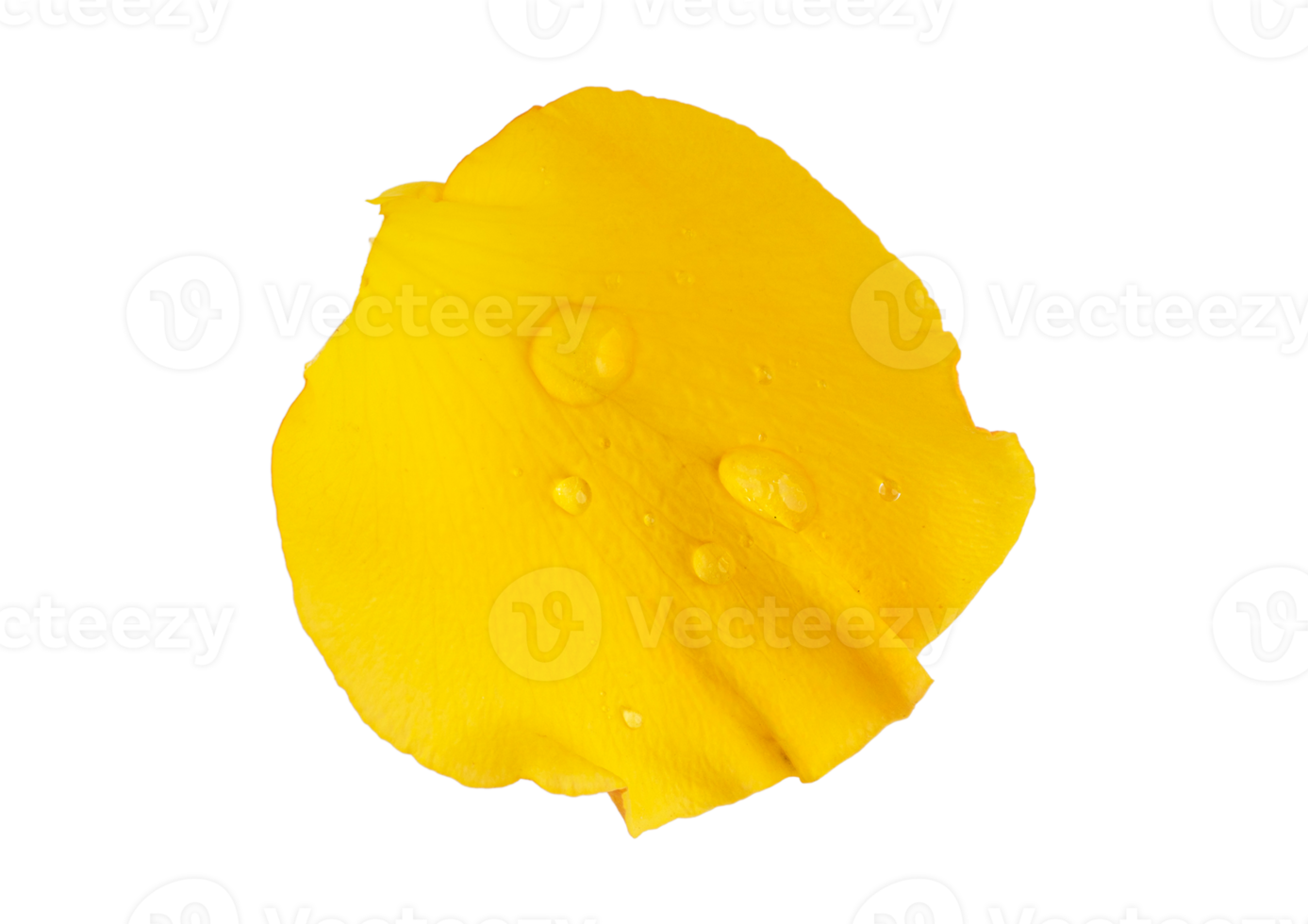 Yellow petals isolated on a transparent background png