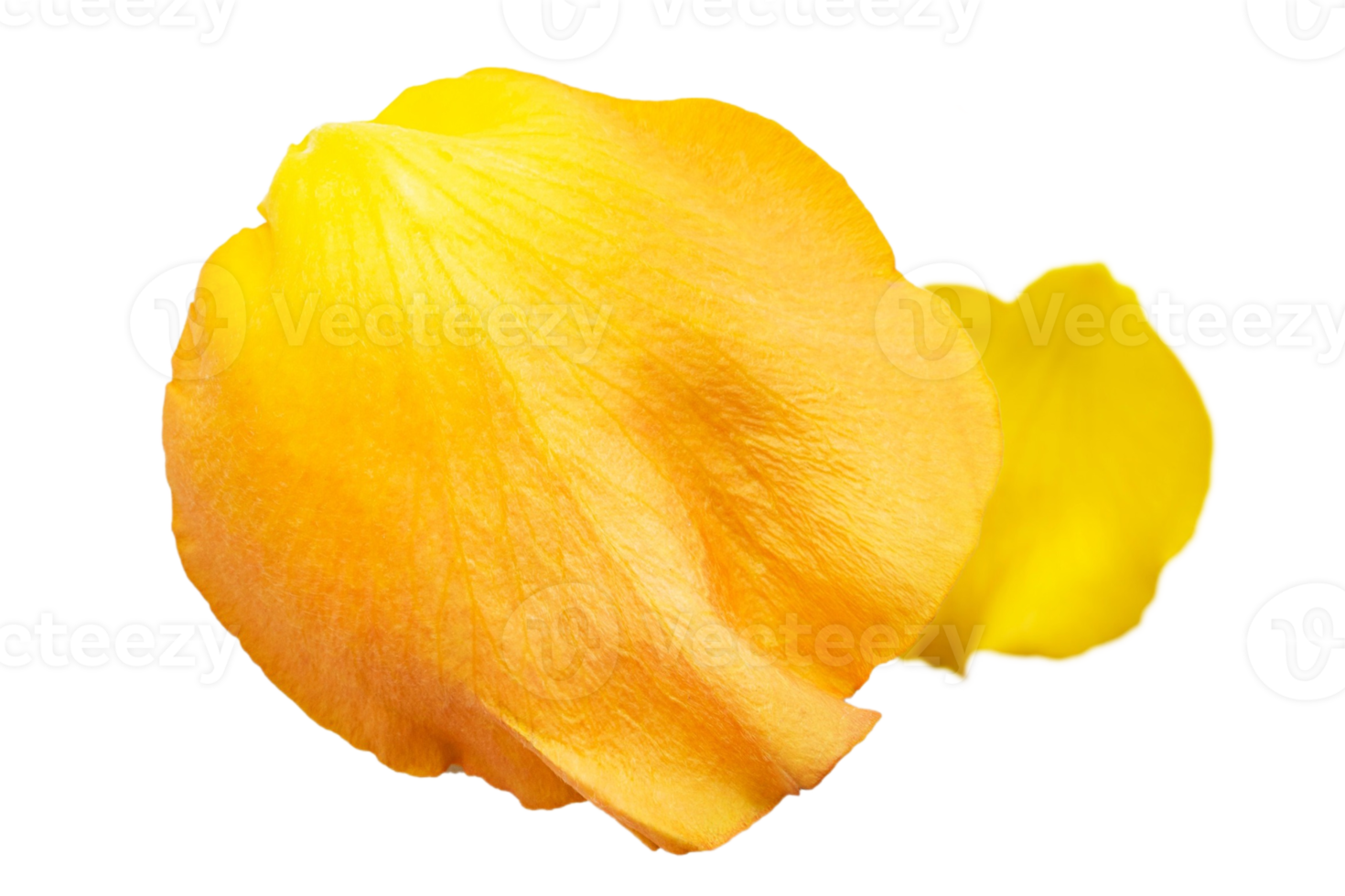 Yellow petal isolated on a transparent background png