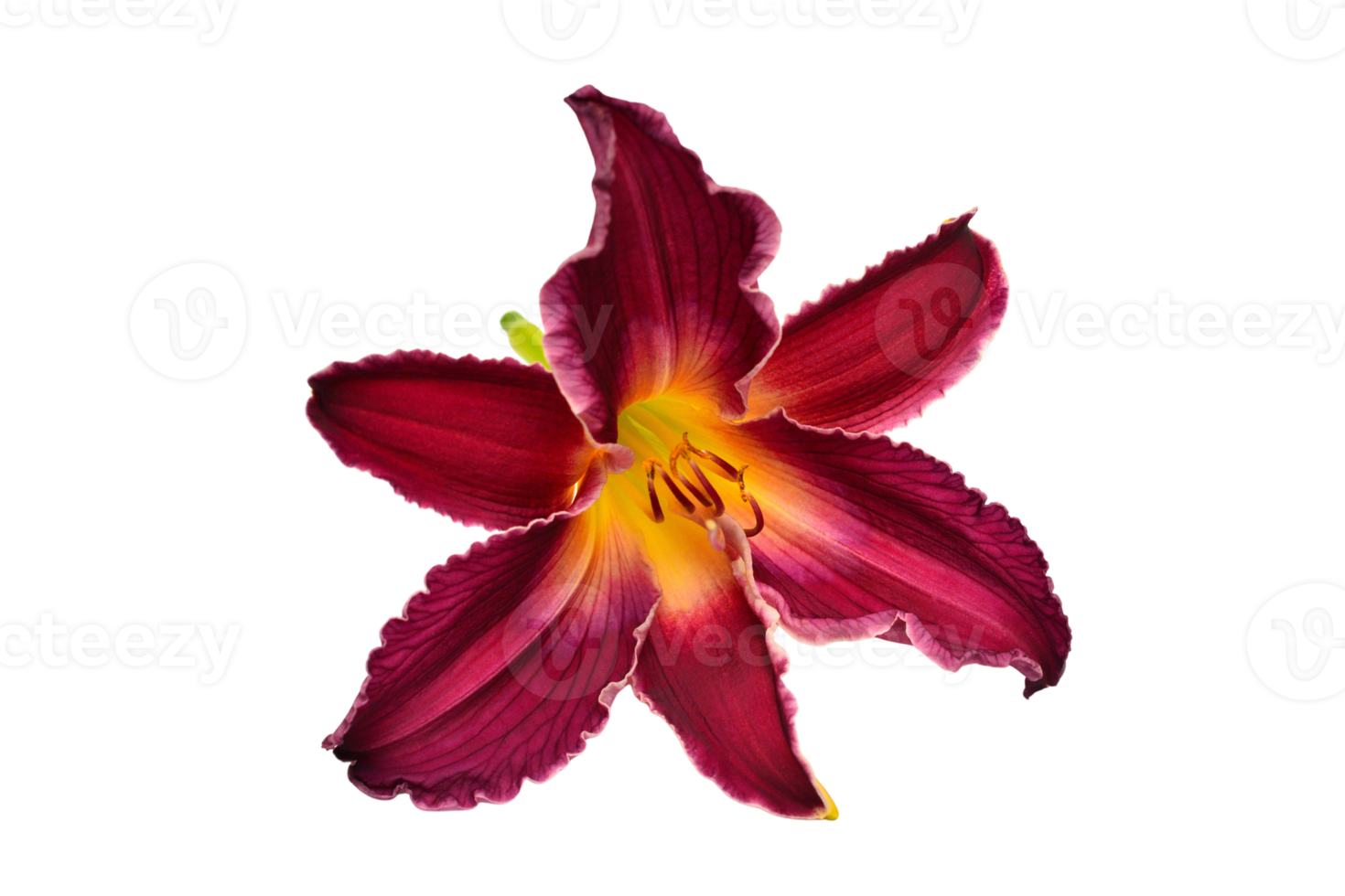 Red flower isolated on a transparent background png