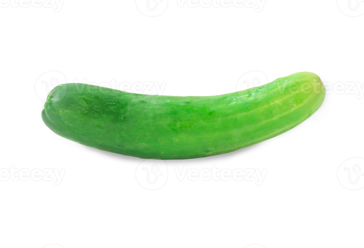 Single fresh green cucumber vegetable isolated with clipping path and shadow in png file format