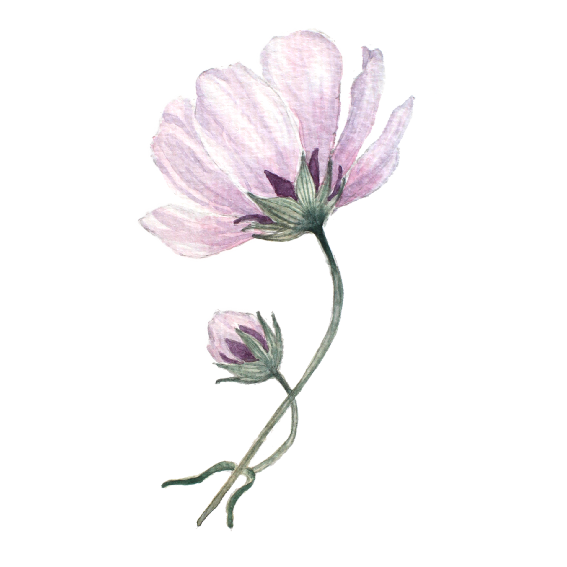Pink cosmos watercolo 21939082 PNG