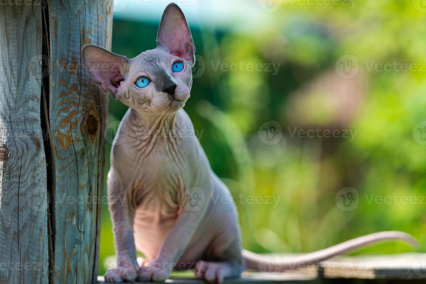 Canadian Sphynx Cat sitting on wooden playground of cattery outside, looking up and pricked up ears photo