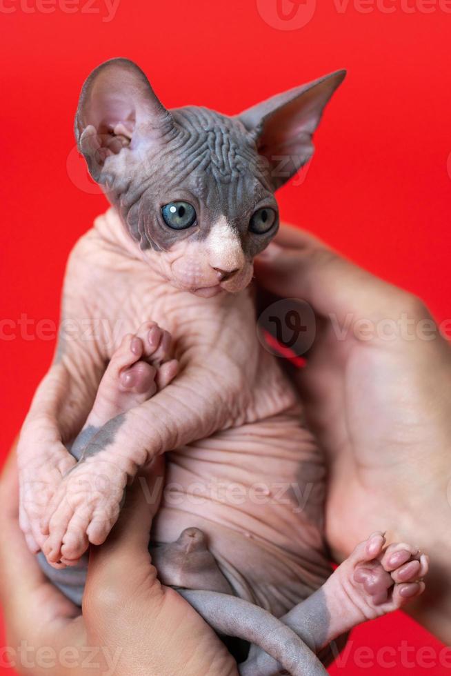 Canadian Sphynx kitten is in hands of female veterinarian conducting medical exam of animals photo