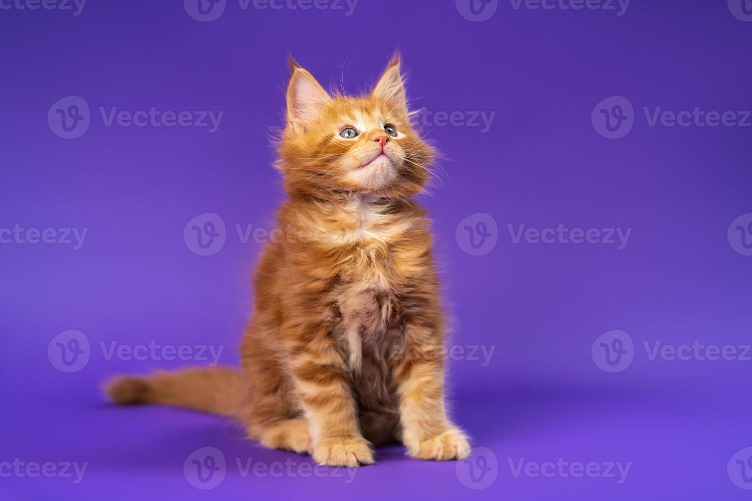 Portrait of playful longhair of Maine Coon Cat sitting on violet background and looking up photo
