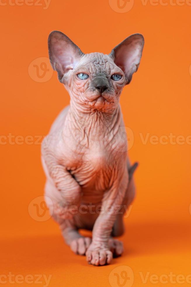Small female Hairless Sphynx Cat sits on orange background, raised its front paw, looks at camera photo