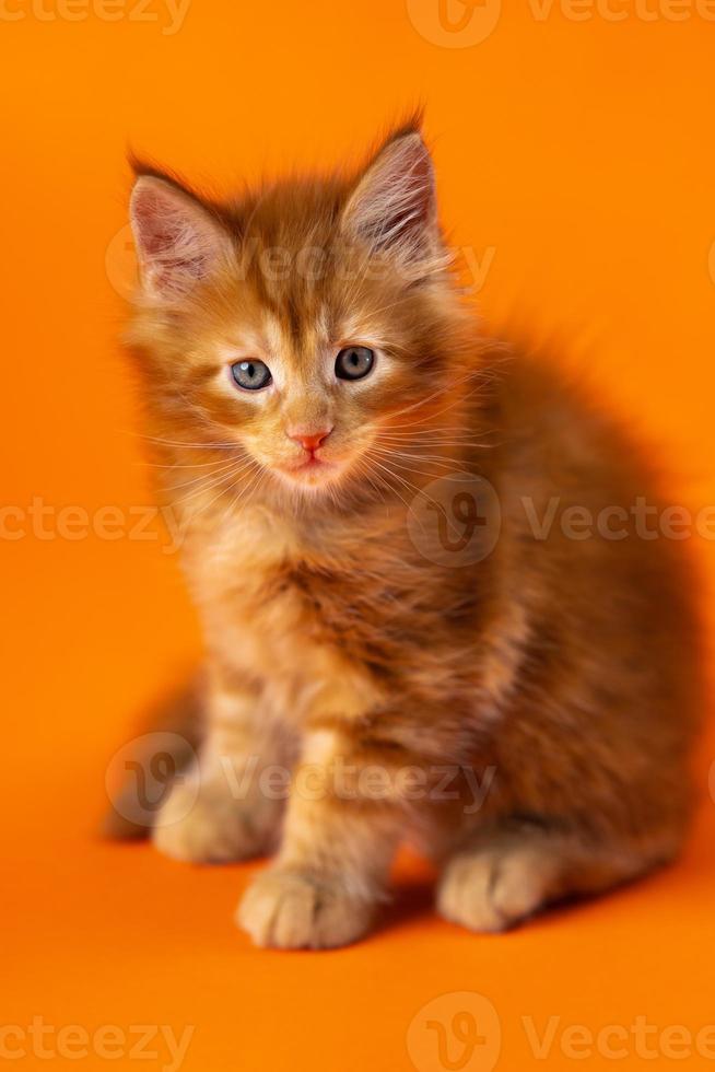 Young male American Longhair Coon Cat of color red classic tabby sitting on orange background photo