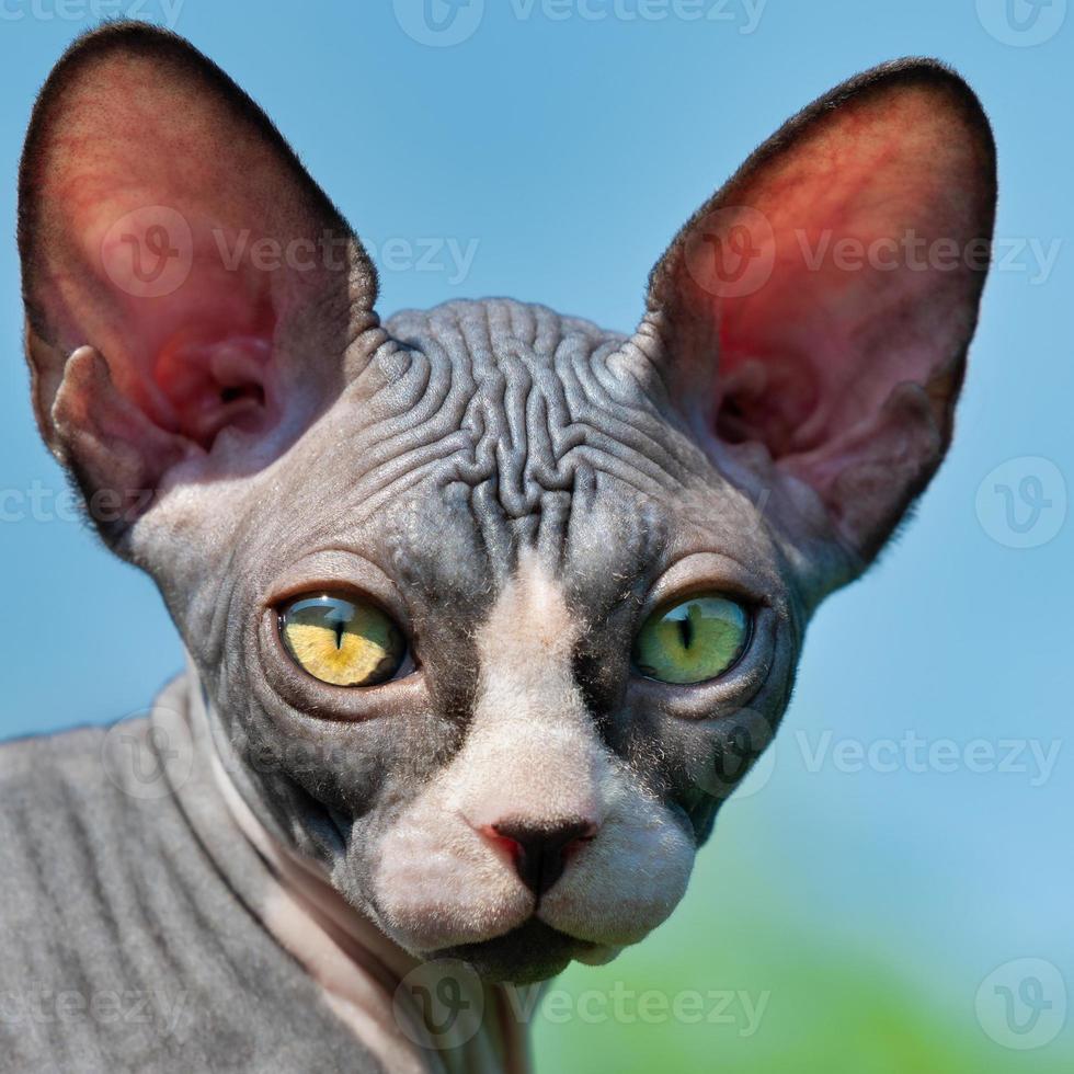 Portrait of lovely Sphynx kitten with yellow eyes and large ears that shine through in sun photo