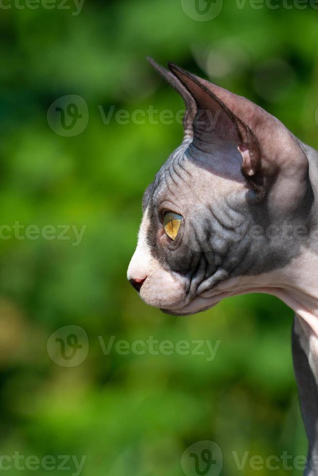 Portrait of young cat of Sphinx breed of black and white color with serious expression of muzzle photo
