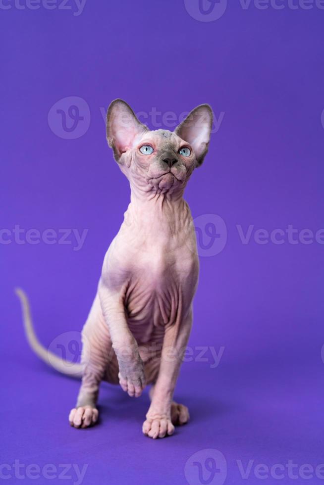 Canadian Sphynx Cat of blue mink and white color sitting on purple background with raised front paw photo