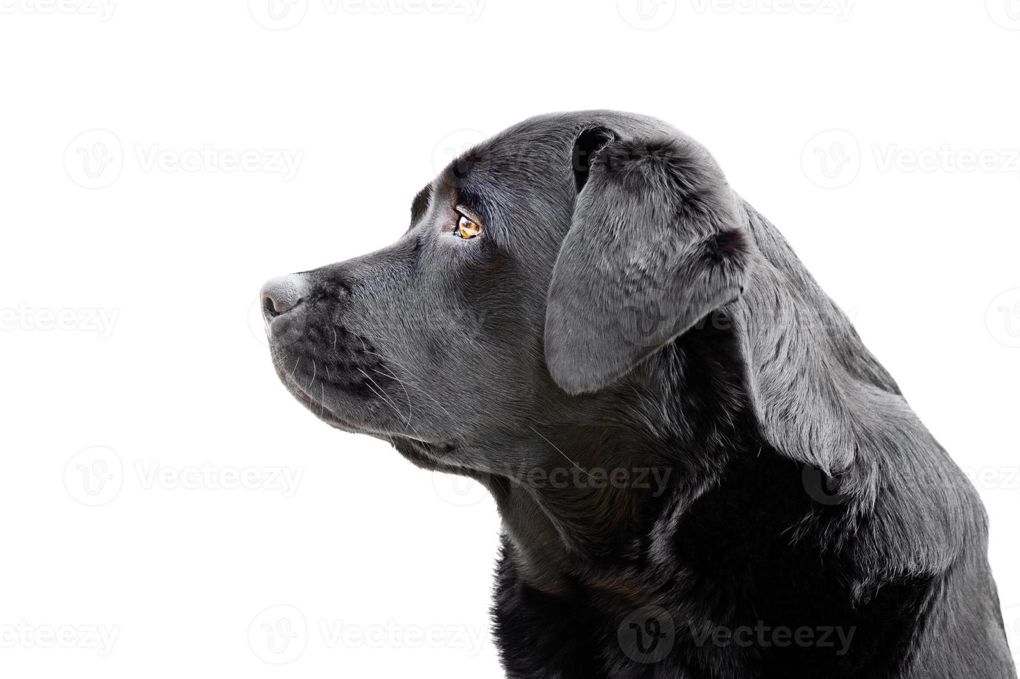 perfil de Labrador perdiguero aislar en blanco antecedentes. retrato de un joven Labrador perro. foto