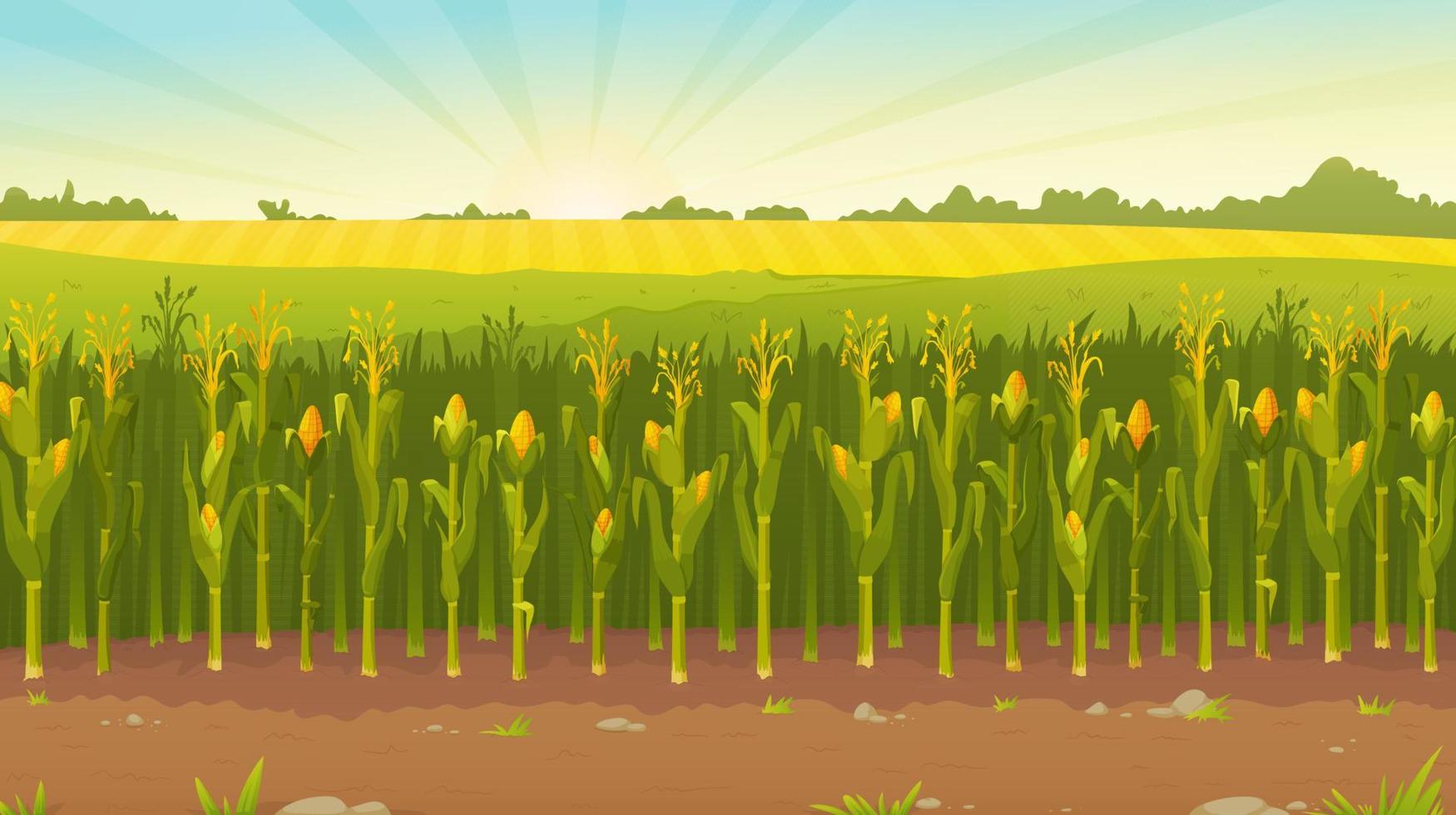 Vector illustration of a cornfield at dawn. Detailed drawing of the countryside.