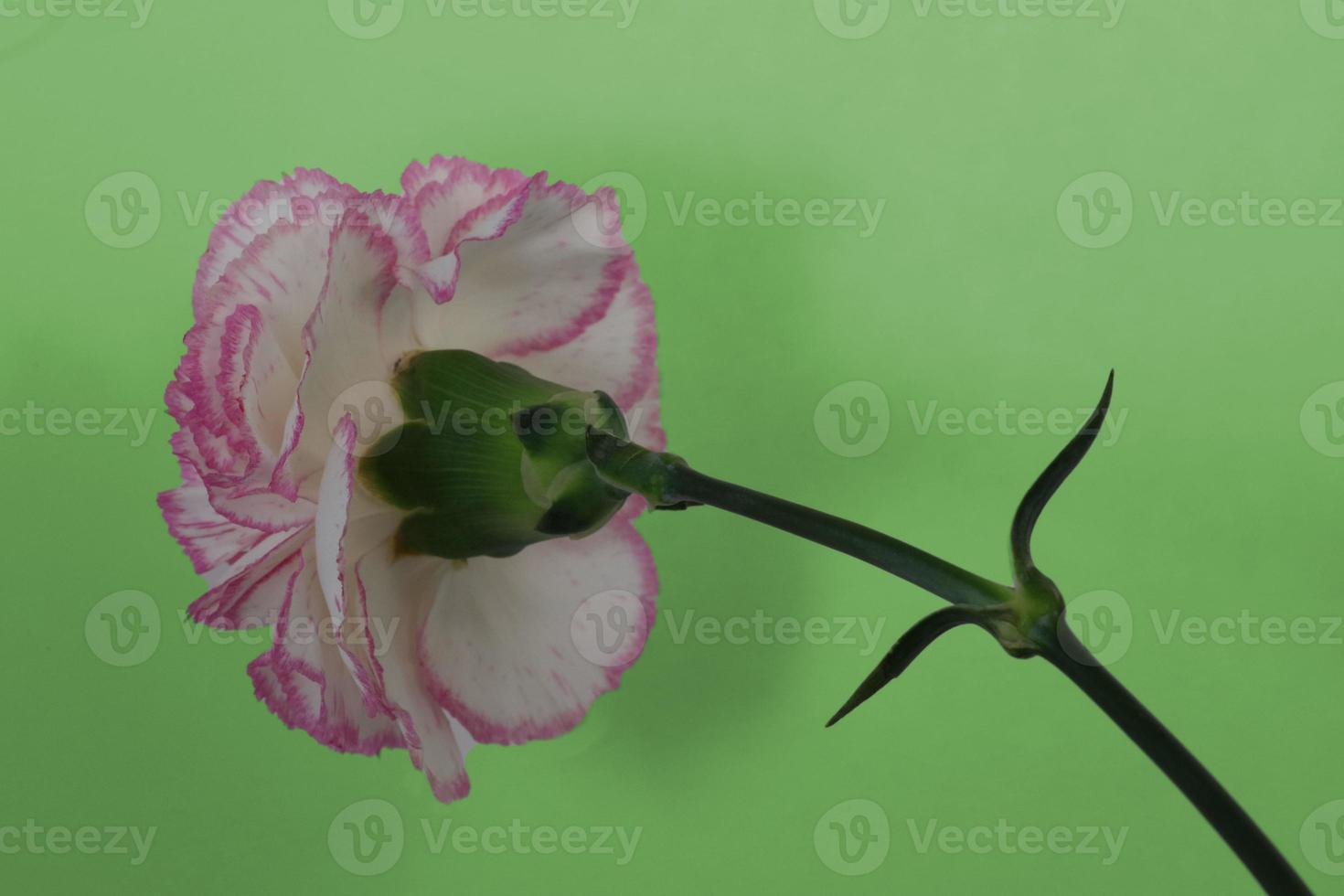 Carnation bloom. view from behind flower head . green background photo